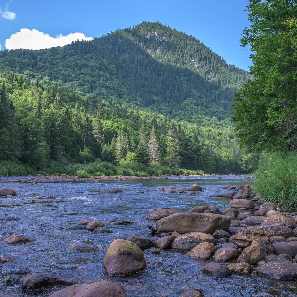 A rocky river running through a green valley toward a forested mountain under a blue sky