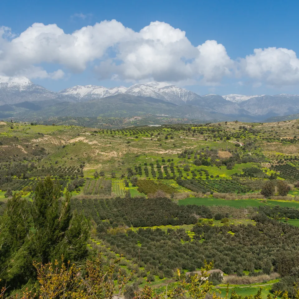 Olive groves and green fields of the Messara plain stretching to a snow-capped mountain range under white clouds