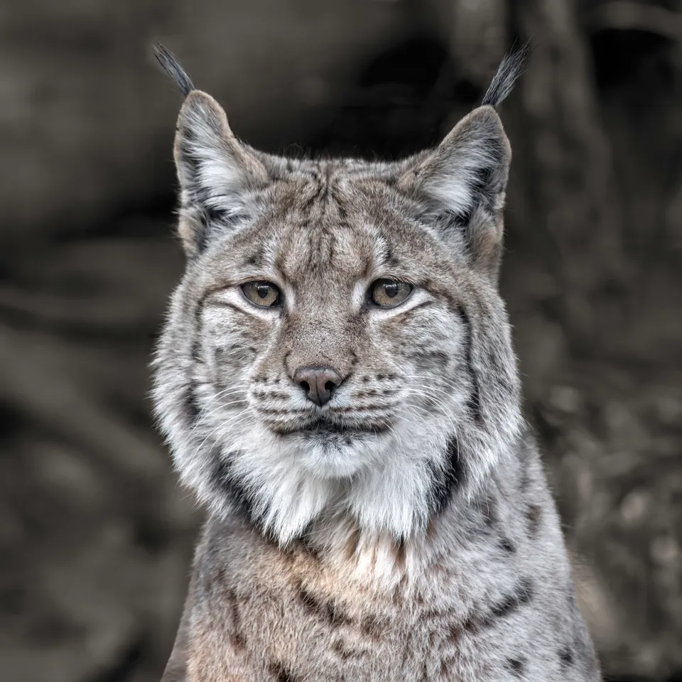 A Carpathian lynx facing the camera, its ear tufts and thick spotted fur sharp against a dark, blurred background